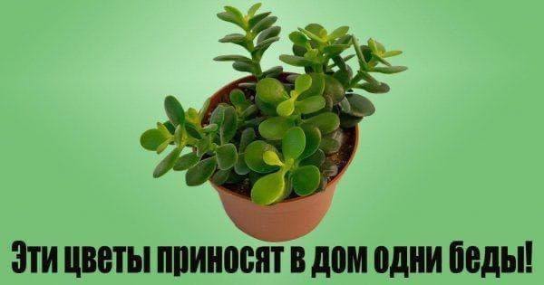 **Эти цветы приносят в дом неприятности**