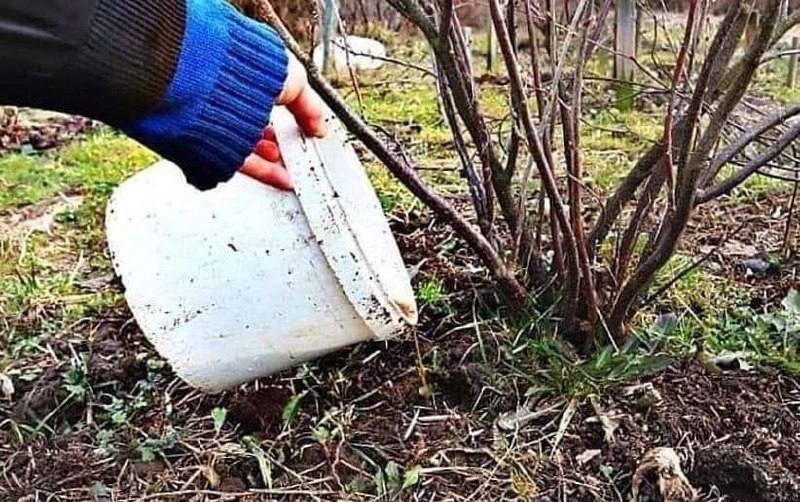 Смородина на участке стала размером с вишню! Секрет в простой и доступной подкормке, которую нужно вносить в июне….